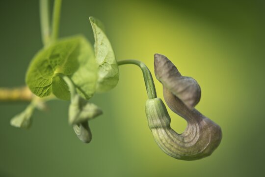 Flower of the dutchman's pipe (Aristolochia macrophylla), Emsland, Lower Saxony, Germany