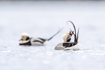 Long-tailed duck (Clangula hyemalis), male in splendour plumage during plumage care, Batsfjord, Båtsfjord, Varanger Peninsula, Finnmark, Northern Norway, Norway