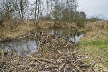 Beaver lodge with dam, Emsland, Lower Saxony, Germany