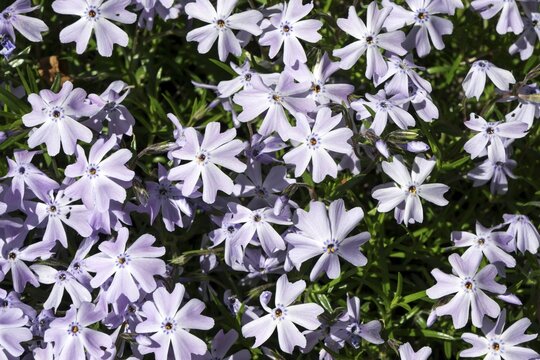 Moss phlox (Phlox subulata), also creeping phlox, light blue, Baden-W&uuml;rttemberg, Germany