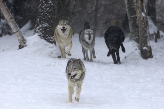 Algonquin wolf (Canis lupus lycaon), adult, in winter, in snow, running, running, group, pack, captive, Montana, North America, USA