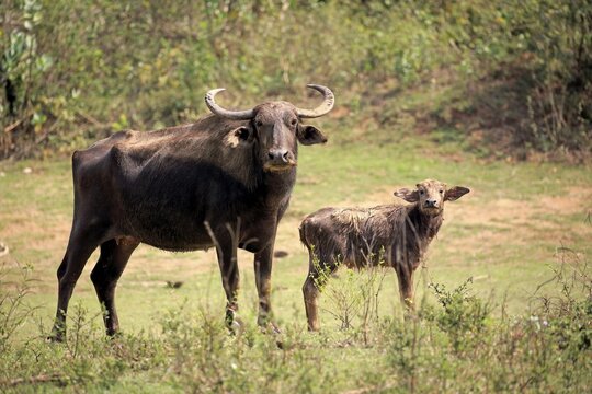 Wild water buffalo (Bubalus arnee), mother with calf, Udawalawe National Park, Sri Lanka