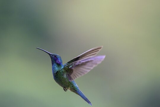 Mexican violetear (Colibri thalassinus), San Gerardo de Dota, San Jos&eacute; Province, Costa Rica