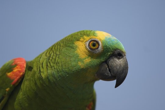 Blue-fronted Parrot or Turquoise-fronted Parrot (Amazona aestiva), Pantanal, Mato Grosso, Brazil