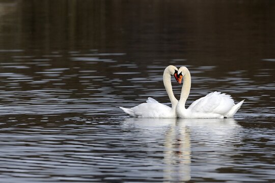 Mute Swans (Cygnus olor), form a heart with their necks