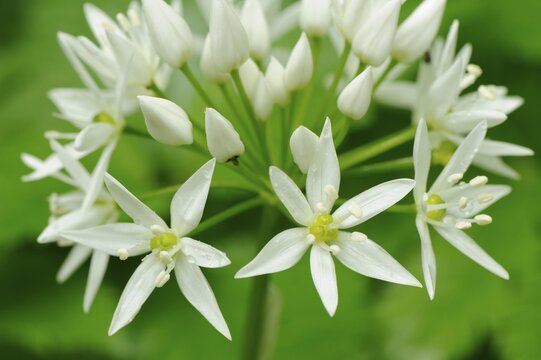 Wild Garlic blossoms (Allium ursinum)