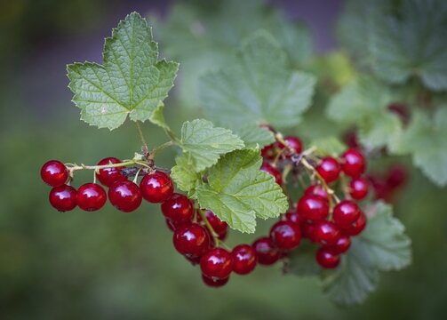 Redcurrant or (Ribes rubrum), Stuttgart, Baden-W&uuml;rttemberg, Germany