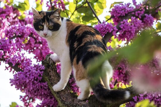 Cat (Felis catus), tricolored, lucky , climbing on flowering Judas tree (Cercis siliquastrum), Baden-W&uuml;rttemberg, Germany