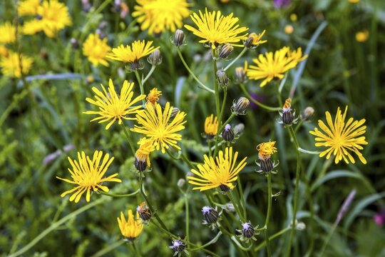 Rough hawksbeard (Crepis biennis), Oberstdorf, Oberallg&auml;u, Allg&auml;u, Bavaria, Germany
