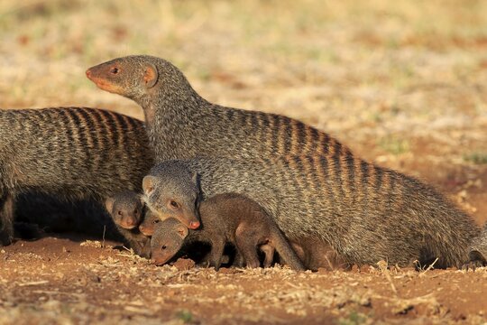 Banded Mongooses (Mungos mungo), female carrying pup, neck bite, Kruger National Park, South Africa