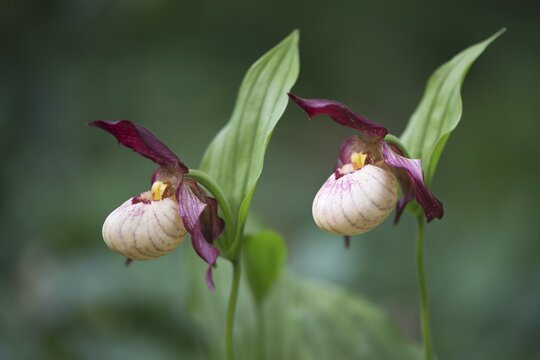 Lady's Slipper (Cypripedium 'Gisela'), Emsland, Lower Saxony, Germany