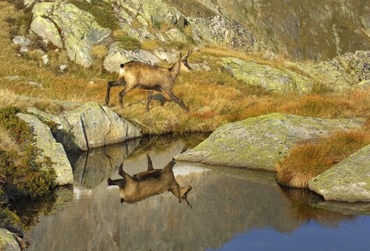 Chamois (Rupicapra rupicapra), Furka, Switzerland