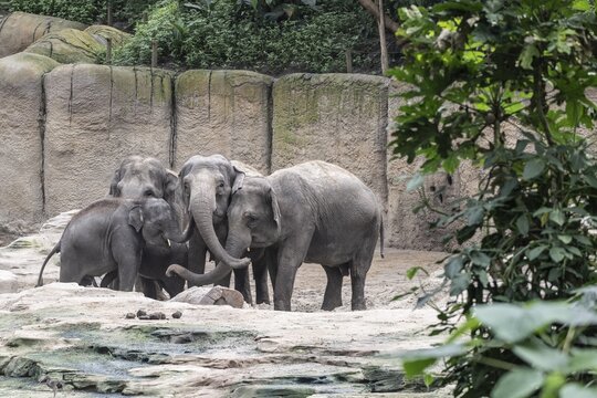 Asian elephants (Elephas maximus), Emmen Zoo, Netherlands
