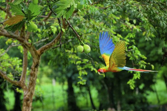 Flying Great Green Macaw or Grand Military Macaw (Ara ambiguus), Costa Rica