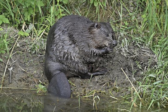 Eurasian beaver, european beaver (Castor fiber) standing on the river bank, Freiamt, Canton Aargau, Switzerland