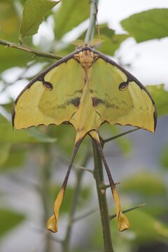 Luna Moth (Actias luna), captive, Emsland, Lower Saxony, Germany