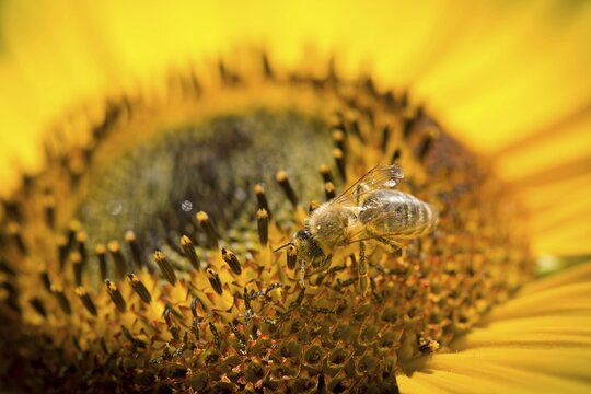 Western honey bee (Apis mellifera) perched on a sunflower (Helianthus annuus), detailed view of the blossom, Stuttgart, Baden-Wuerttemberg, Germany, Europe