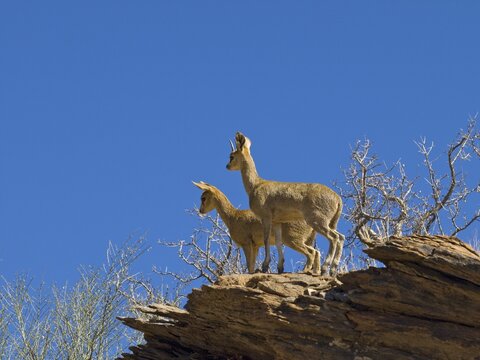 Klipspringer (Oreotragus oreotragus) at the Gamsberg Pass, Namibia, Africa