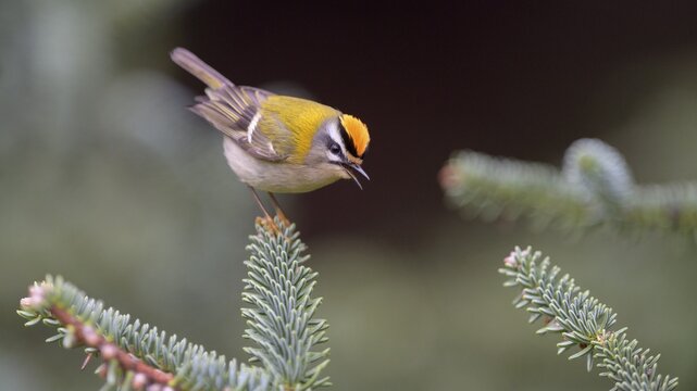 Summer Goldcrest (Regulus ignicapilla), on spruce branch, Rosensteinpark, Stuttgart, Baden-W&uuml;rttemberg, Germany