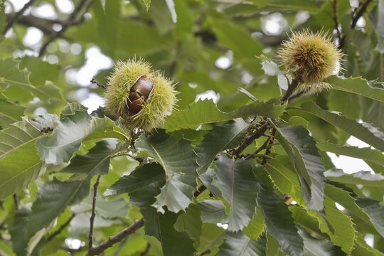 Sweet chestnut (Castanea sativa), Lower Saxony, Germany