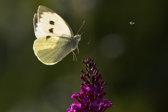 Cabbage butterfly (Pieris brassicae) flies to the flower of the butterfly bush (Buddleja davidii), Hesse, Germany