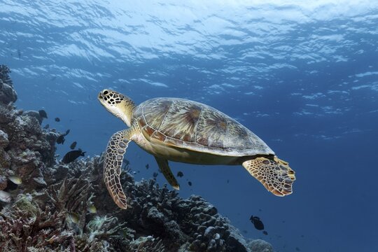 Green turtle (Chelonia mydas) or green turtle, swimming over coral reef, Andaman Sea, Mu Ko Similan National Park, Similan Islands, Phang Nga Province, Thailand