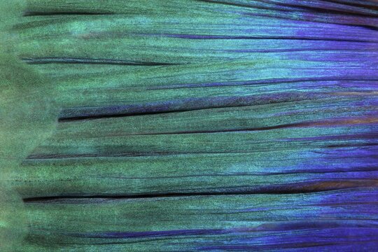 Detail of tail fin, parrot fish (Scarus), Pacific, Great Barrier Reef, UNESCO World Heritage, Australia