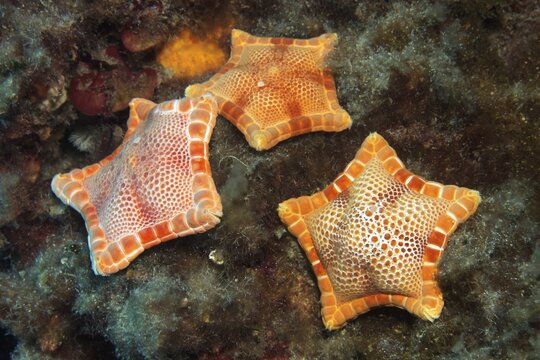 Three placenta cushion starfish (Sphaerodiscus placenta), Sithonia, Chalkidiki, also Halkidiki, Aegean, Mediterranean, Greece