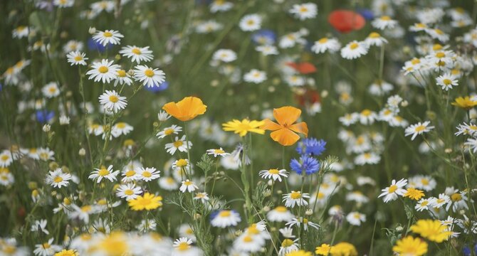 Flower meadow with Scentless Chamomiles (Tripleurospermum maritimum ssp.inodorus), Cornflowers (Centaurea cyanus) and Corn Marigolds (Chrysanthemum segetum), Emsland, Lower Saxony, Germany