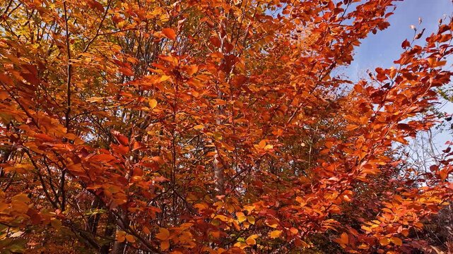 Autumn colored trees and countryside landscape scenery.