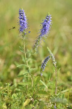 Spiked speedwell (Veronica spicata), Emsland, Lower Saxony, Germany