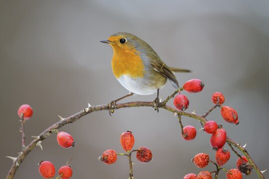 European robin (Erithacus rubecula), sitting on a wild rose branch with red fruits, rose hips, Swabian Alb Biosphere Reserve, Baden-W&uuml;rttemberg, Germany