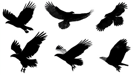 Vector black silhouette of a flying eagle in different poses on a white background