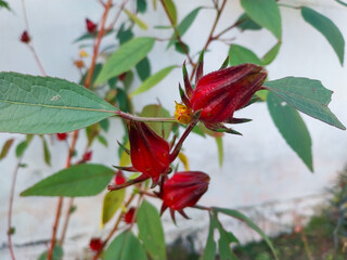 Close-Up of Red Roselle Bud (Hibiscus sabdariffa) on Plant Branch