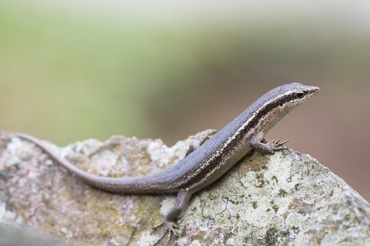 Wright's Skink (Mabuya wrightii), Praslin, Seychelles
