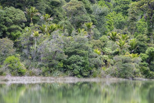 Subtropical rainforest, Kahurangi National Park, Anatori, Tasman, South Island, New Zealand