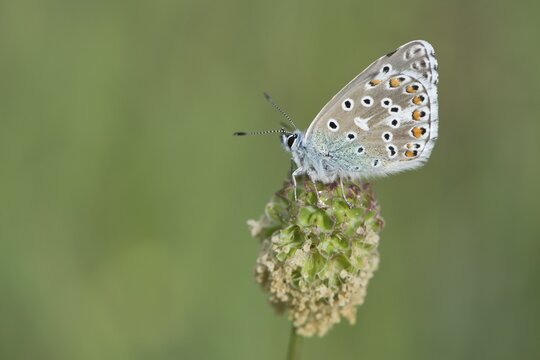 Amanda's Blue (Plebicula amanda), male, Rothenstein nature reserve, Thuringia, Germany