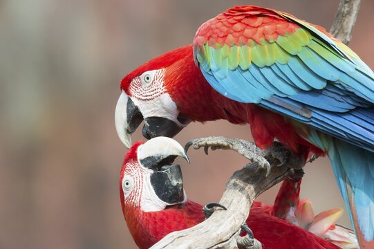 Playful Green-winged Macaws or Red-and-green Macaws (Ara chloropterus), Buraco das Araras, Mato Grosso do Sul, Brazil