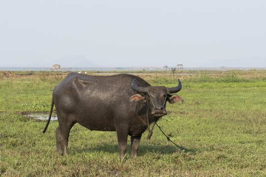 Water buffalo (Bubalus arnee), pegged on pasture, District Da Nang, Vietnam