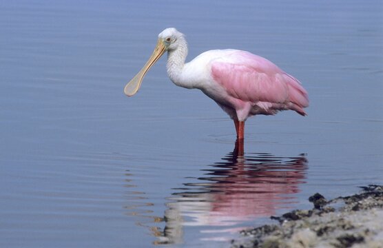 Roseate Spoonbill (Ajaia ajaia)