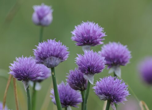 Wild chives (Allium schoenoprasum), Mala Fatra National Park, Slovakia, Europe