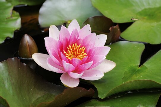 Water Lily (Nymphaea), Seleger Moor, Rifferswil, Zurich, Switzerland, Europe