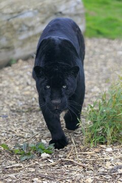 Jaguar, Black Panther (Panthera onca), adult, alert, running frontal, captive, England, United Kingdom