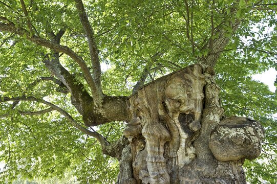 200 year old elm, model for the lemonade tree of Pippi Longstocking, Information and Cultural centre Astrid Lindgrens N&auml;s, Vimmerby, Smaland, Sweden
