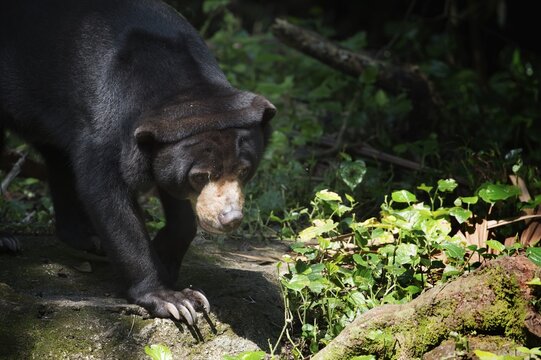 Sun Bear (Helarctos malayanus), captive, Singapore
