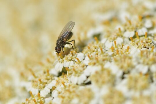 Lesser house fly (Fannia canicularis), Emsland, Lower Saxony, Germany