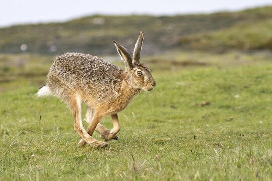 European Hare (Lepus europaeus) running, North Hesse, Hesse, Germany