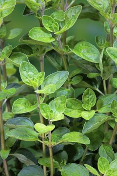 Oregano (Origanum vulgare), leaves, herbs, spices, food, Ellerstadt, Germany