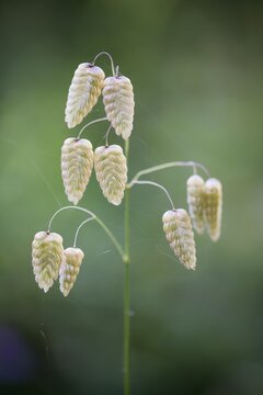 Briza maxima (Briza maxima), Ile Rousse, Corsica, France