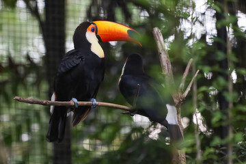 The toco toucan bird on the wood tree